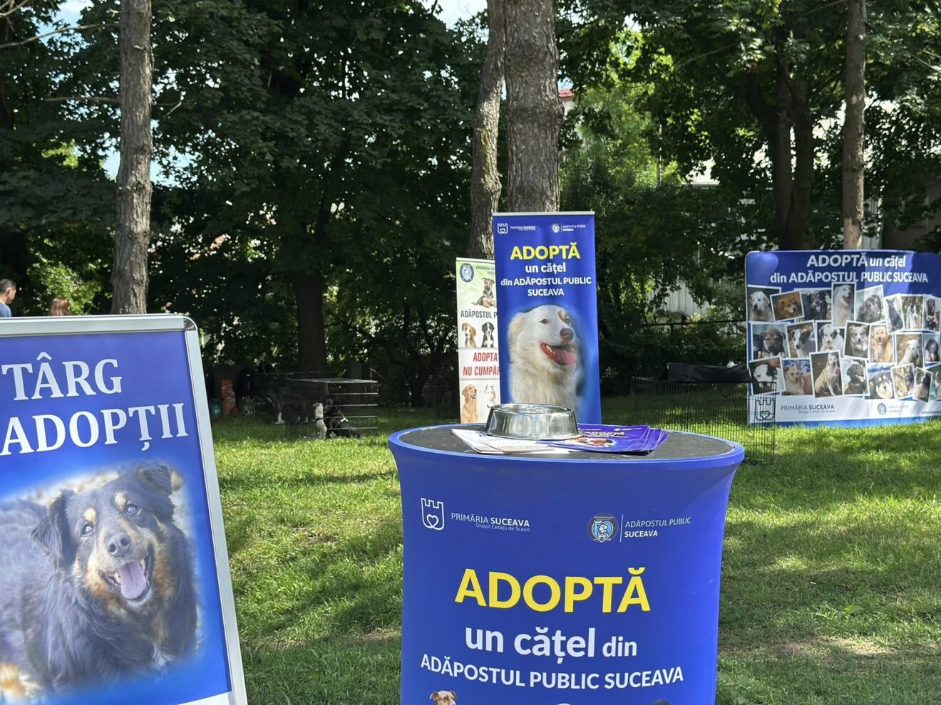 Activitate 10